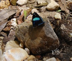 Diaethria eluina