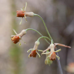 Tulbaghia alliacea