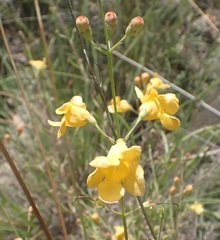 Brachystigma wrightii