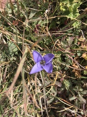 Gentianopsis barbellata