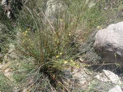 Brachystigma wrightii