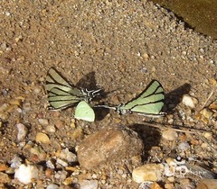 Eurytides bellerophon