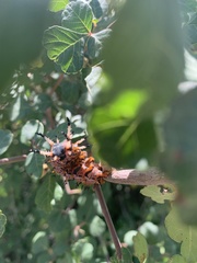 Citheronia splendens