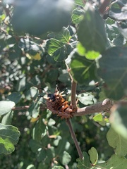 Citheronia splendens