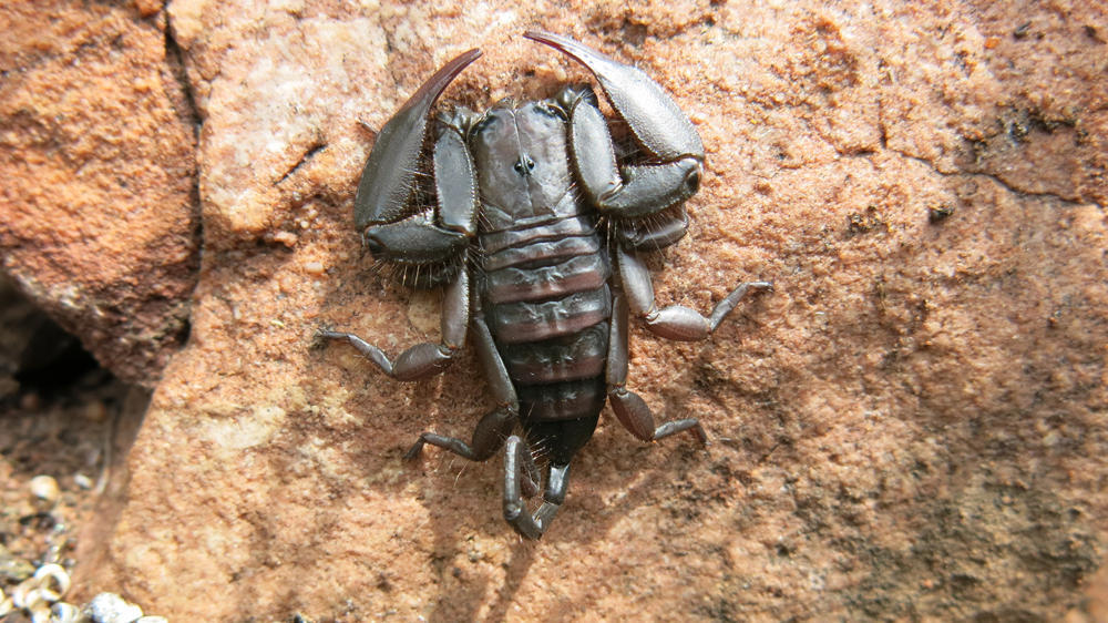 Soutpansberg Rock Scorpion