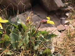Senecio amplectens holmii