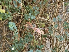 Stagmomantis limbata