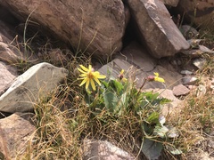 Senecio amplectens holmii