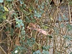 Stagmomantis limbata