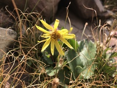 Senecio amplectens holmii