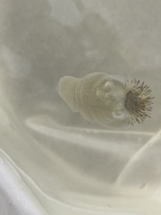Paranthus rapiformis