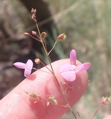 Desmodium angustifolium
