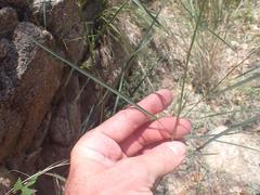 Desmodium angustifolium