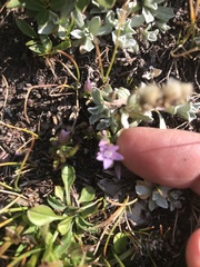 Gentianella amarella acuta