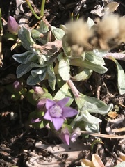 Gentianella amarella acuta