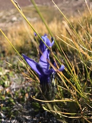 Gentianopsis barbellata
