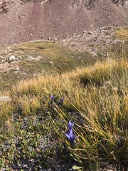 Gentianopsis barbellata