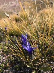 Gentianopsis barbellata