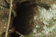 Scaptotrigona hellwegeri