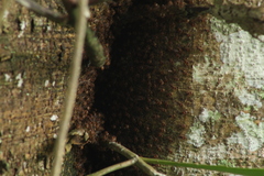Scaptotrigona hellwegeri