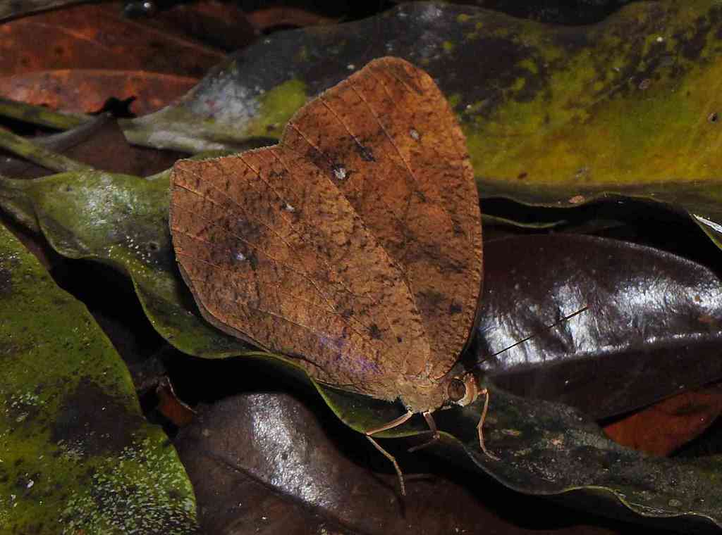 Antirrhea ornata