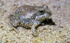 Tomopterna marmorata