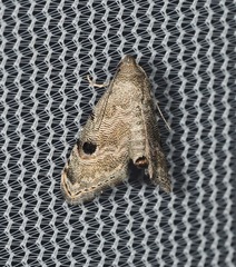 Abablemma brimleyana