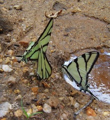 Eurytides bellerophon