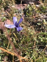 Gentianopsis barbellata