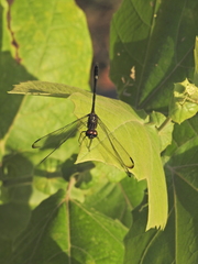 Dythemis nigrescens