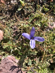 Gentianopsis barbellata