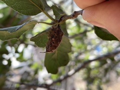 Callirhytis congregata