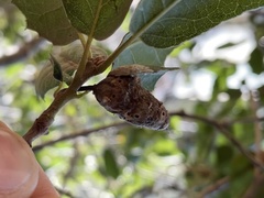 Callirhytis congregata