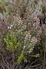 Erica hirta