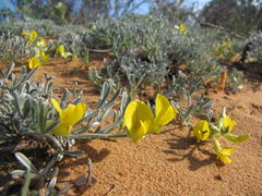 Calobota lotononoides