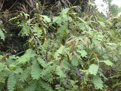 Senna didymobotrya