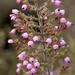 Rough Heath - Photo (c) carinalochner, some rights reserved (CC BY-NC), uploaded by carinalochner