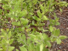 Gambelia