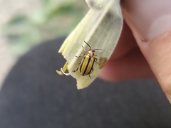 Lema daturaphila