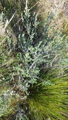 Aspalathus eustonbrownii