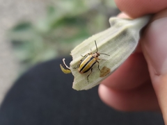 Lema daturaphila