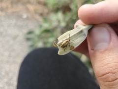 Lema daturaphila