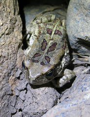 Sclerophrys garmani