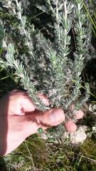 Aspalathus eustonbrownii