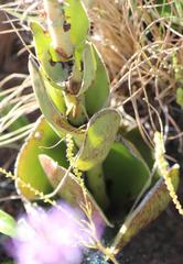 Crassula capitella nodulosa