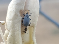 Trichobaris