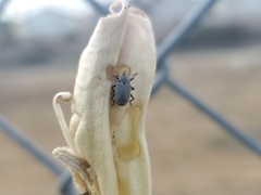 Trichobaris
