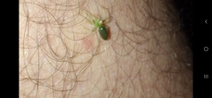 Lyssomanes pauper