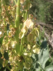 Rumex hymenosepalus