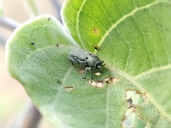 Trichobaris